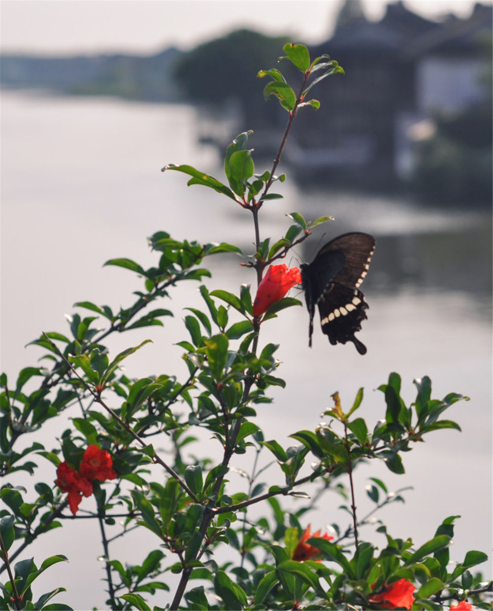 蔬果插花是什么