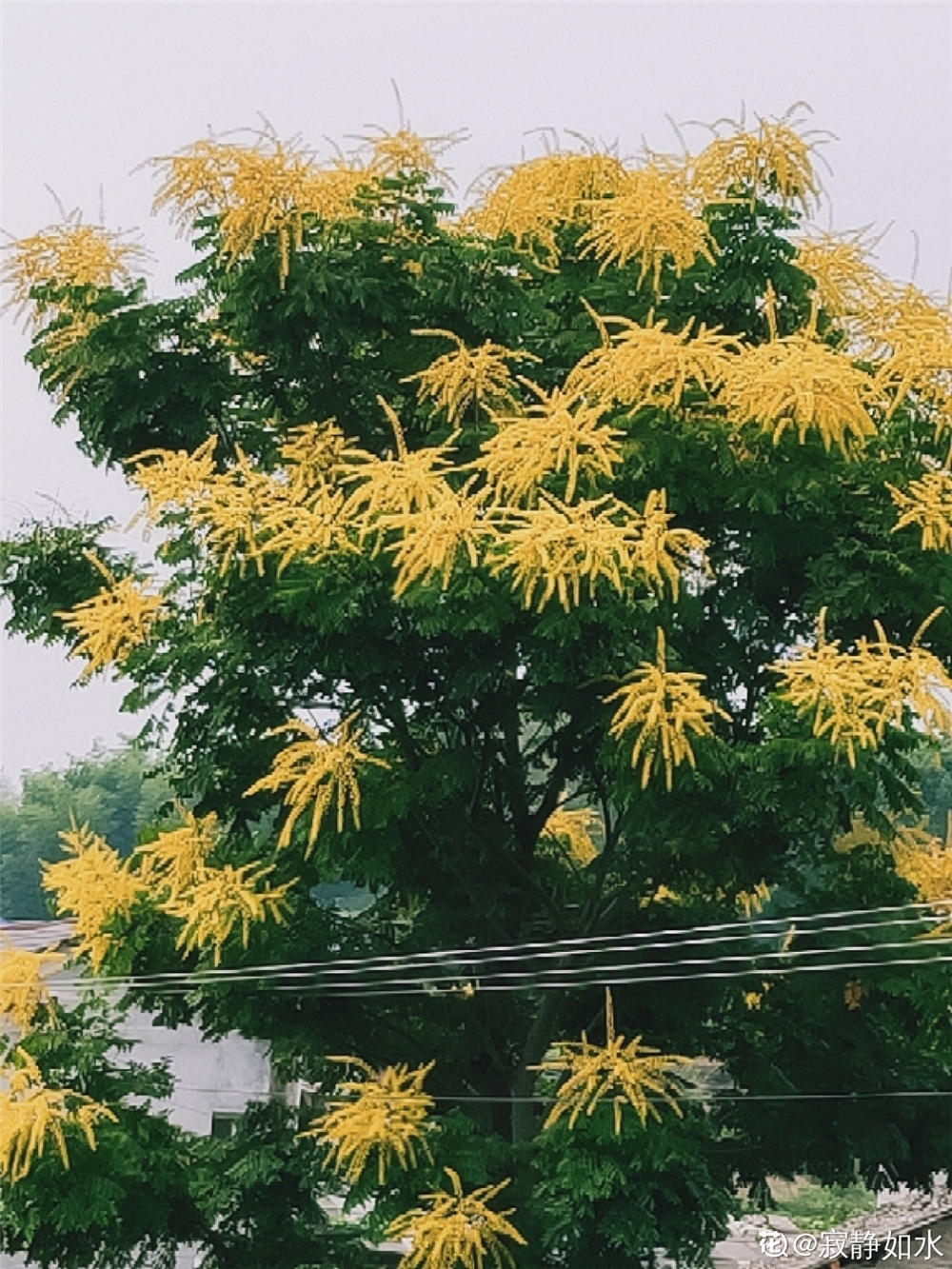 栾树播种繁殖方法