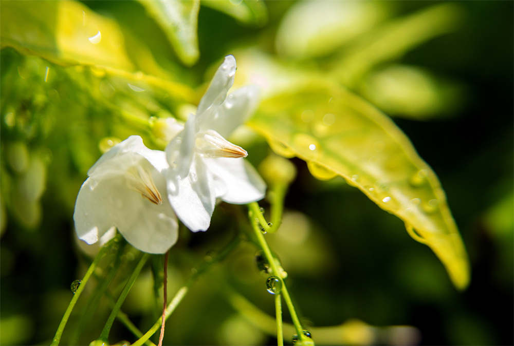 盆栽茉莉花春季出室和修剪