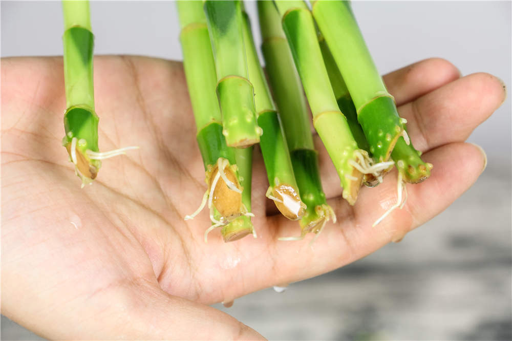 富贵竹视频：富贵竹夏季防叶黄烂根秘籍