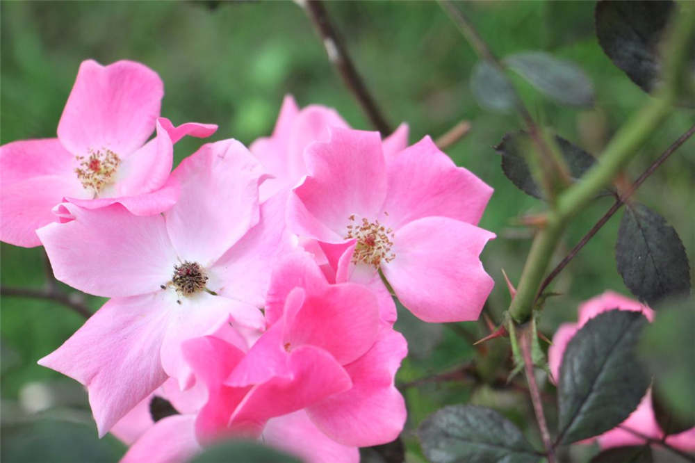 月季花春季管理方法