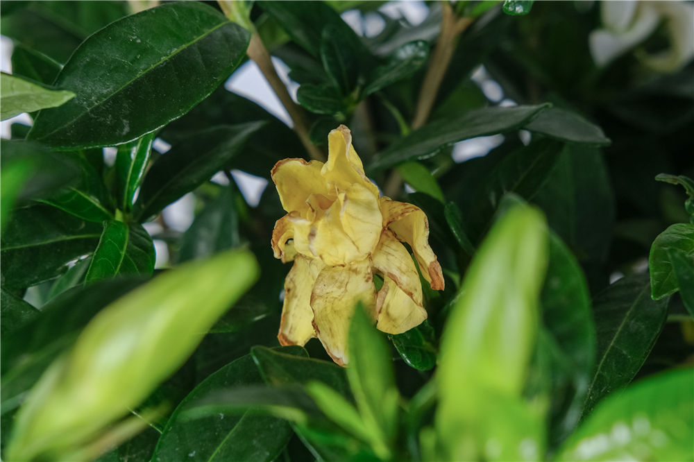 他剪了根栀子花,塞到矿泉水瓶里,7天就长出白花花的根！