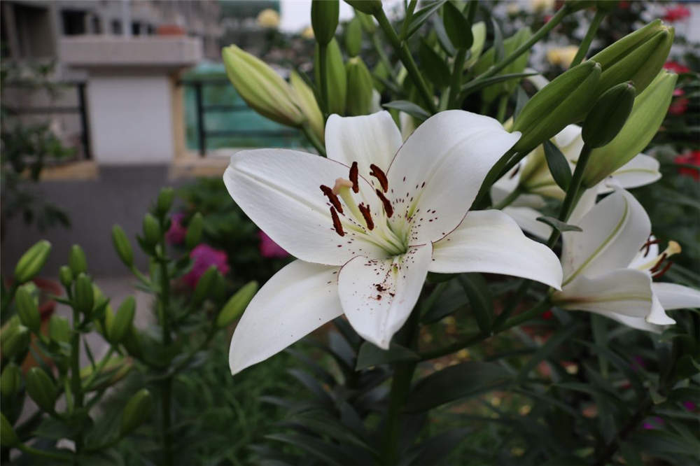 百合花如何浇水