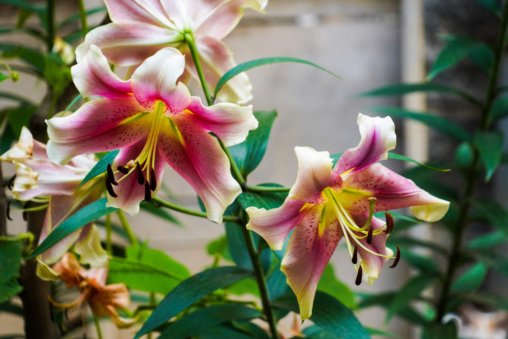 百合花如何浇水