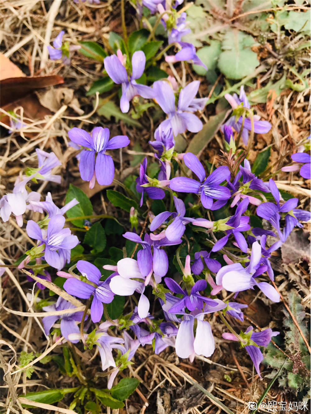 紫薇夏天如何养殖才适合？