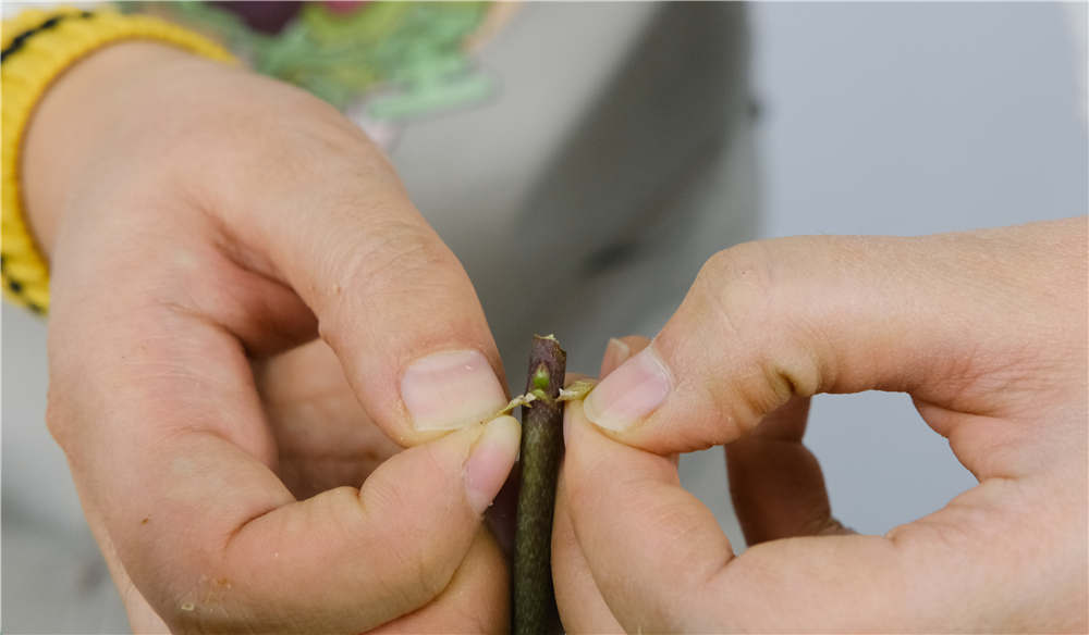 如何延长蝴蝶兰的花期