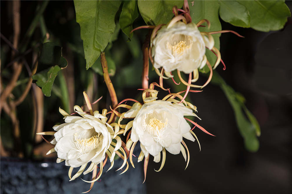 昙花如何浇水？