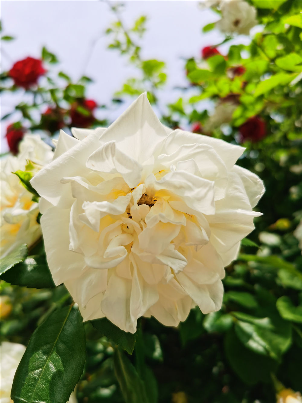 月季花期长花又美,它比月季还漂亮一年四季都能欣赏