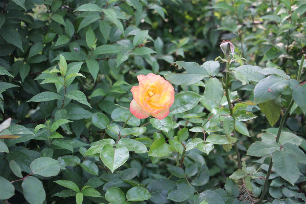 月季花期长花又美,它比月季还漂亮一年四季都能欣赏