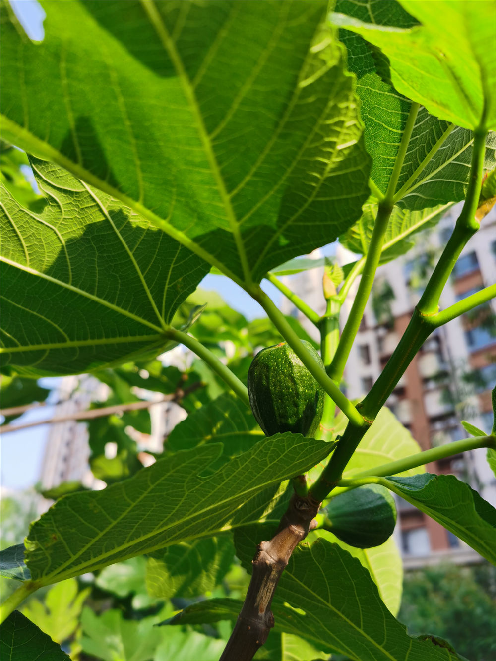 无花果吃了有什么好处和坏处