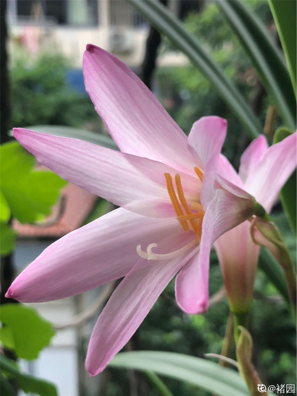 风雨兰如何浇水