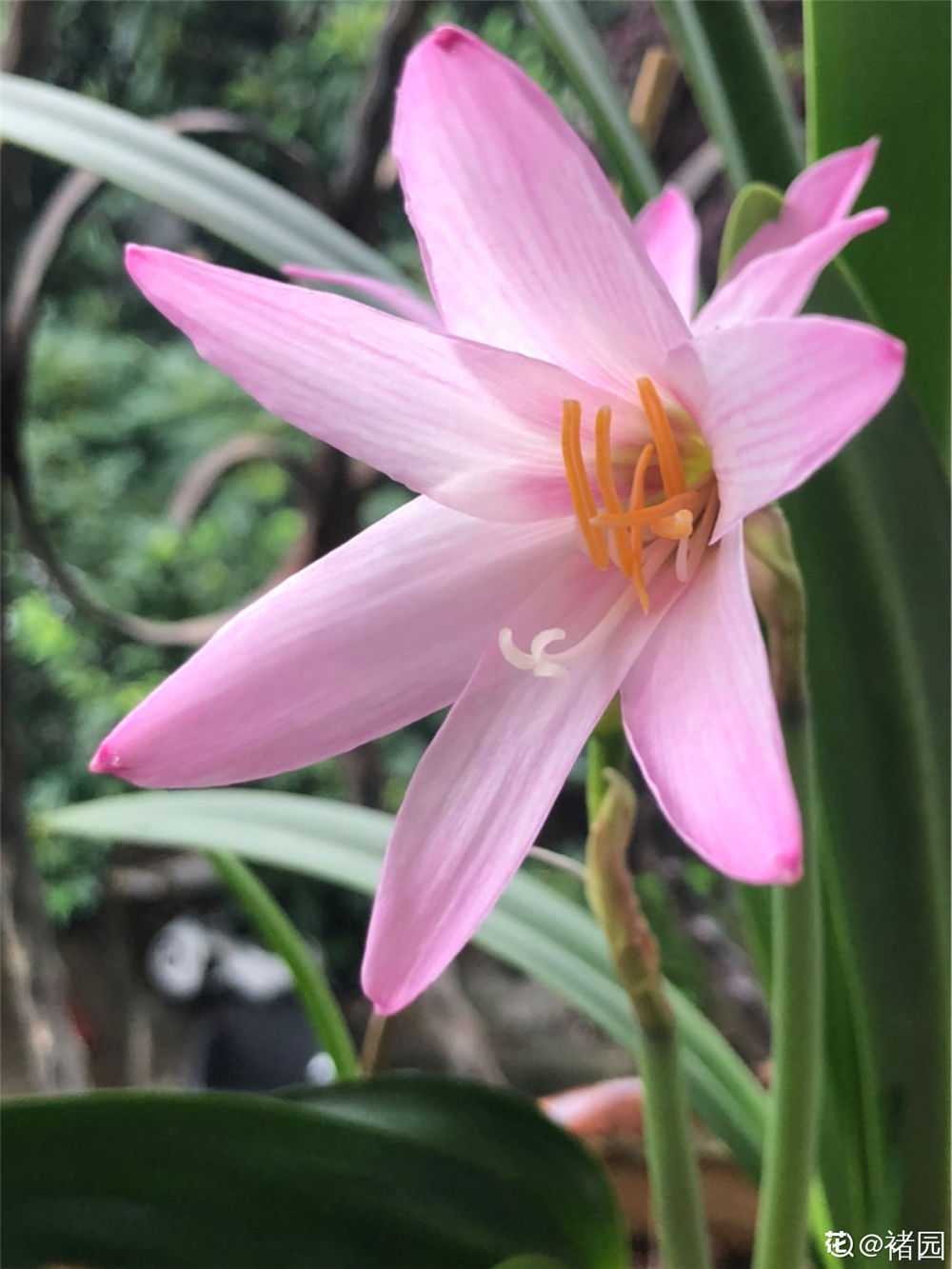 风雨兰如何施肥