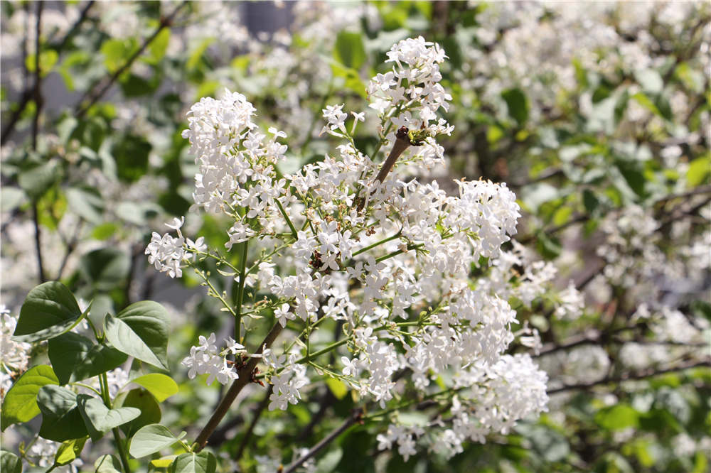 丁香花的主要观赏地介绍