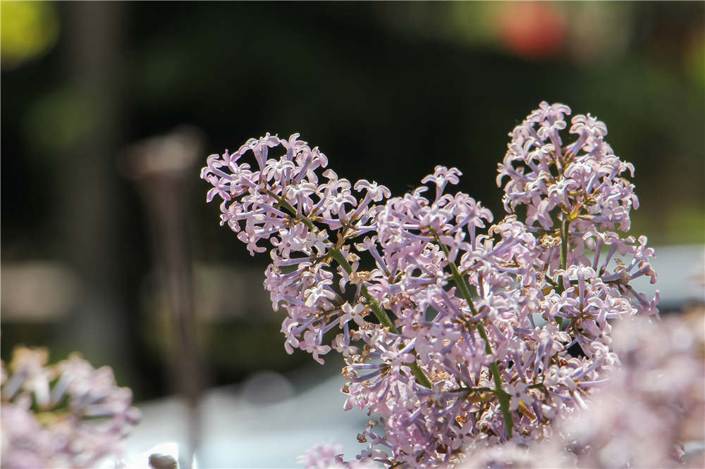 丁香花的主要观赏地介绍