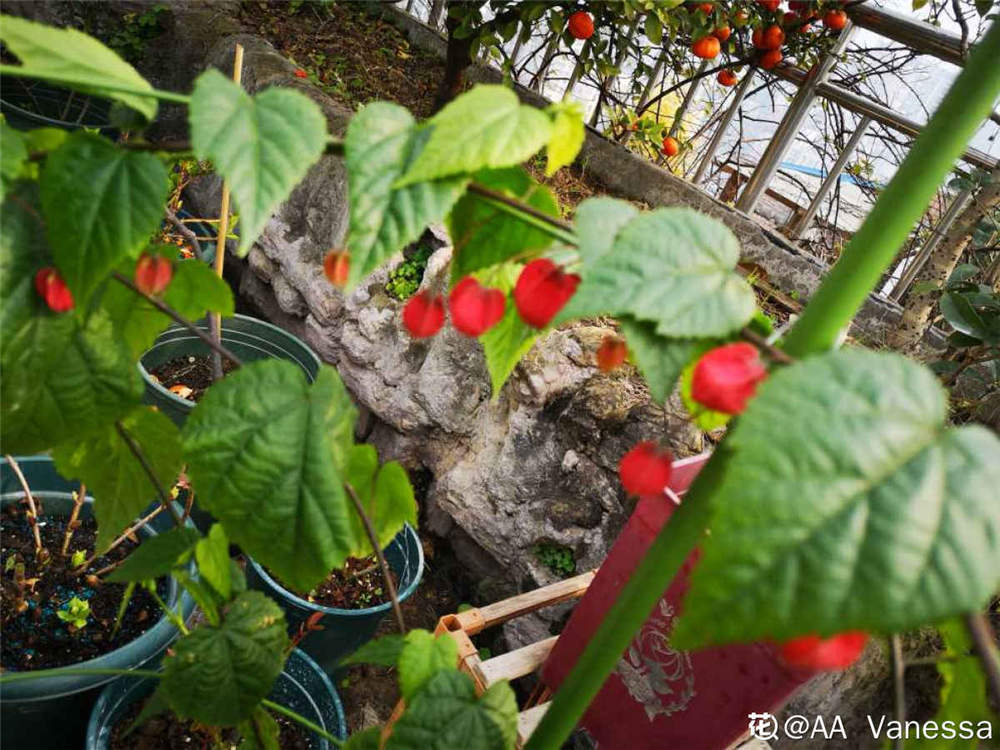 蔓性风铃花需要剪枝吗