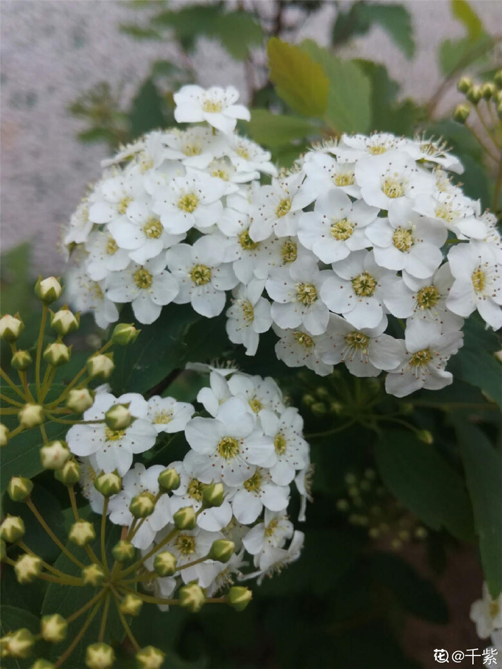 麻叶绣线菊的播种繁殖