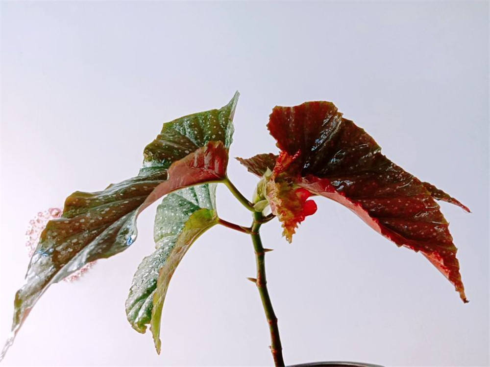 竹节海棠如何修剪