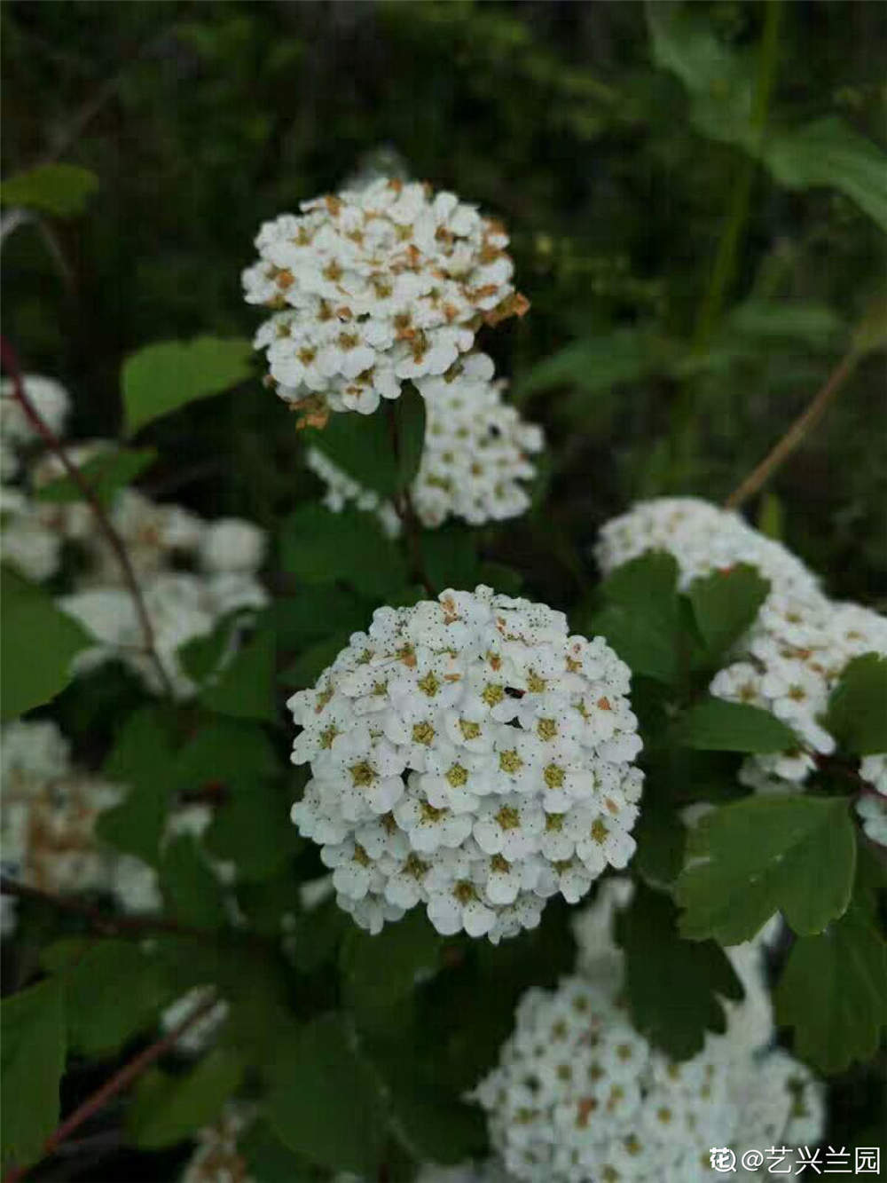 庭院麻叶绣线菊怎么养