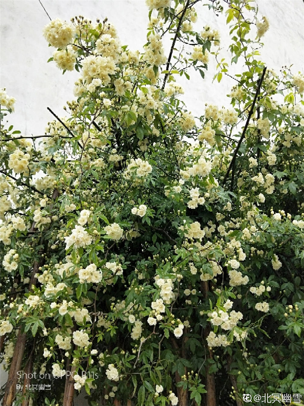 木香花如何修剪