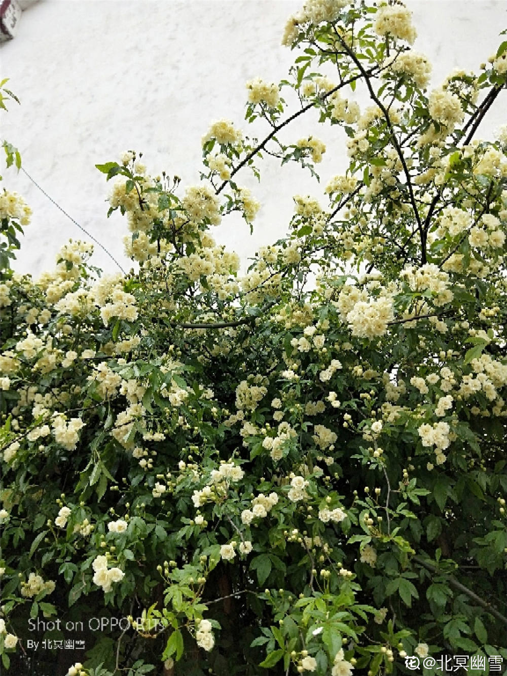 木香花如何修剪