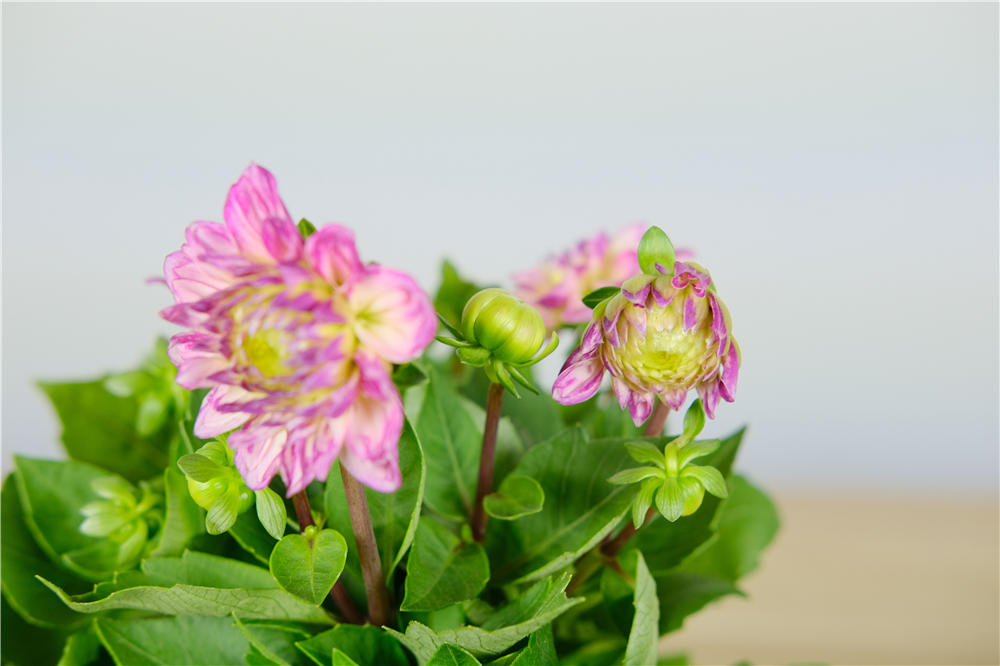 小丽花冬季开花吗