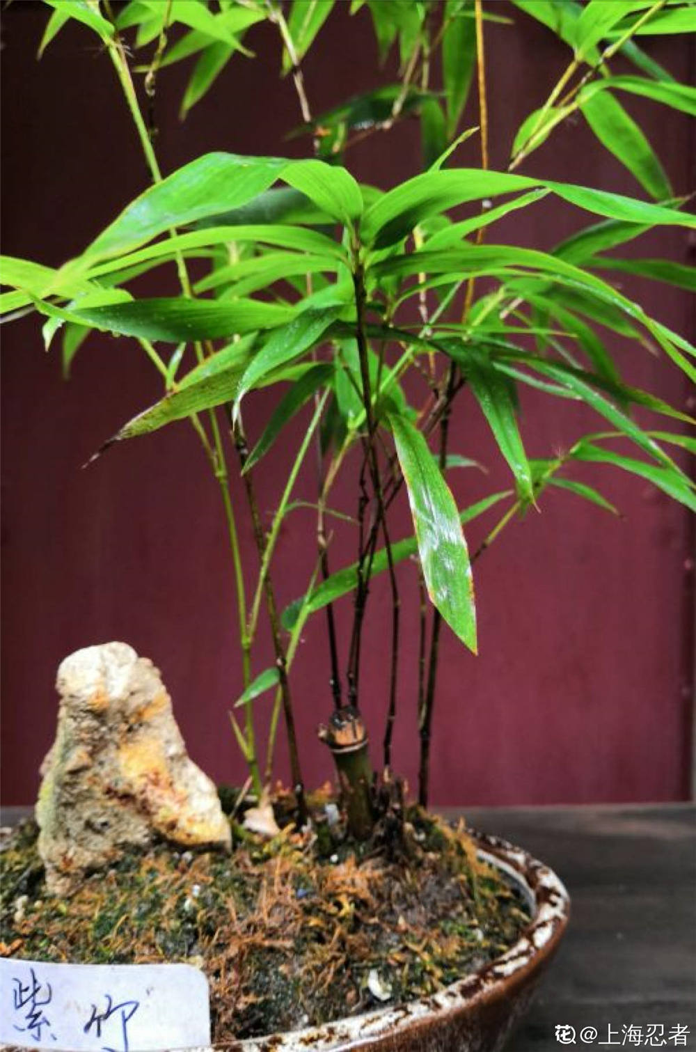 紫竹盆栽的图片大全图片