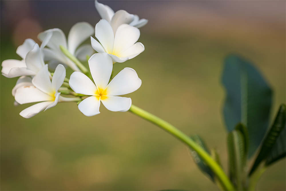 鸡蛋花有毒吗