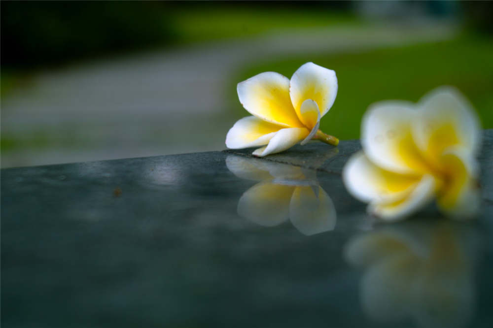 鸡蛋花盆栽怎么养 花百科