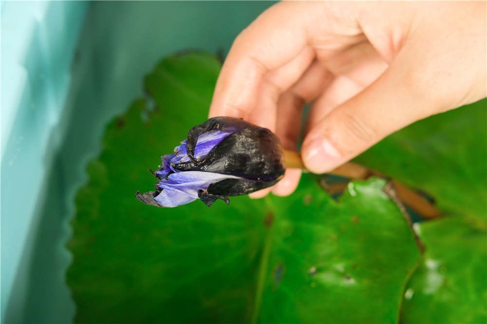 莲花掌的常见品种