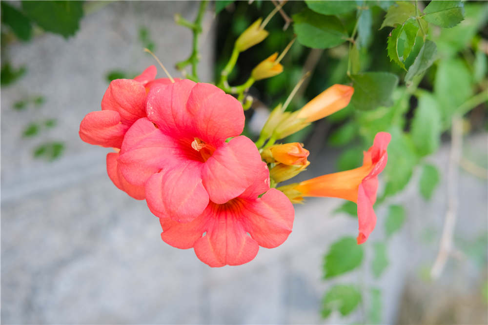 凌霄花如何施肥