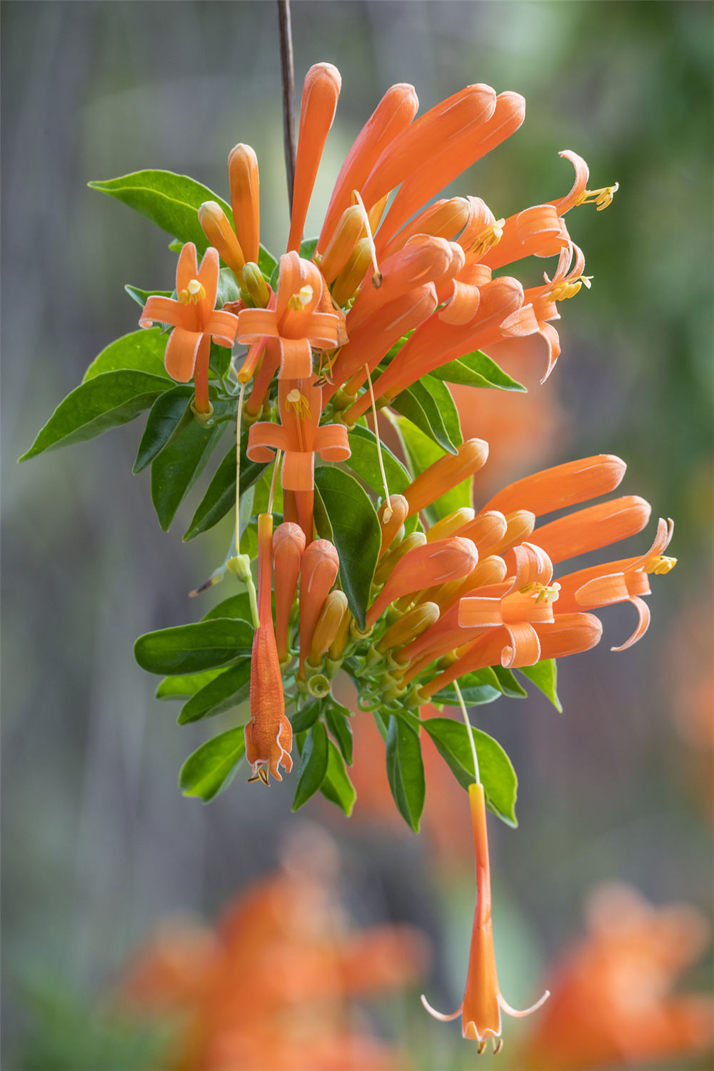 如何使炮仗花在元旦開花