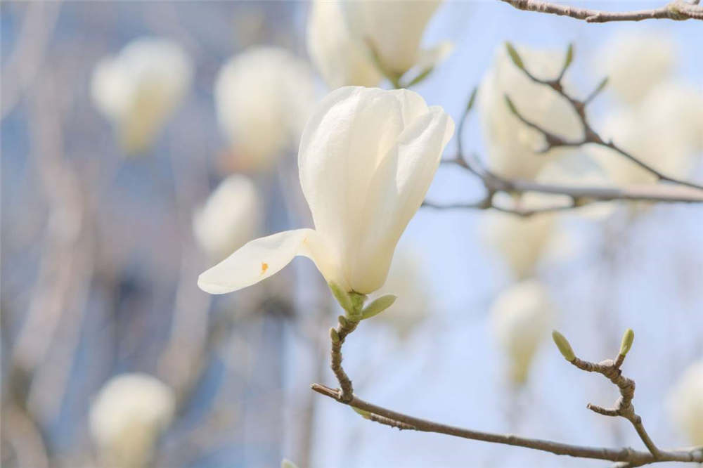 盆栽白兰花冬季如何浇水