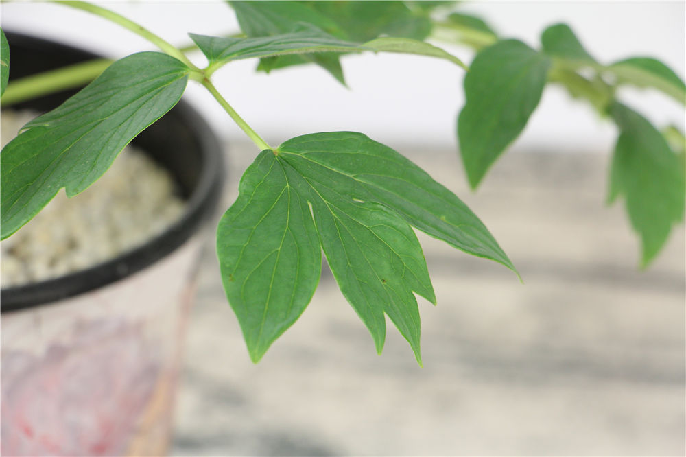 花牡丹的养殖方法及注意事项