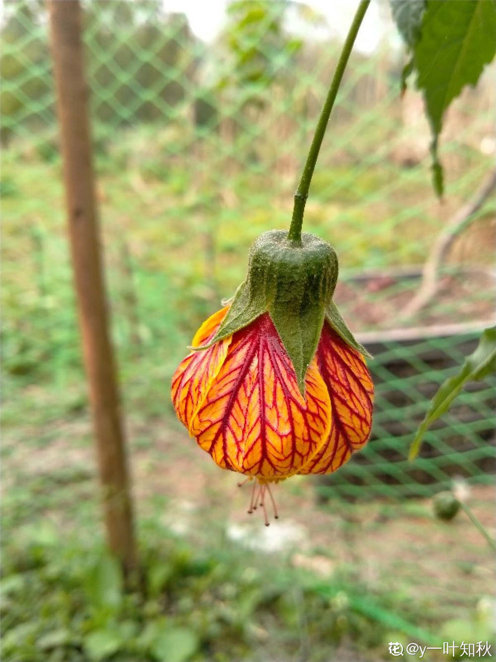 金铃花的种植方法