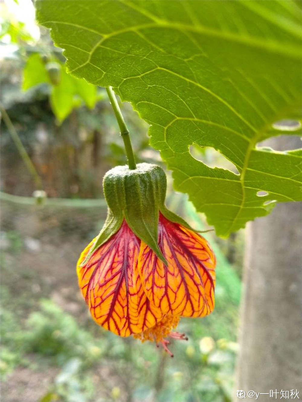 金铃花的种植方法