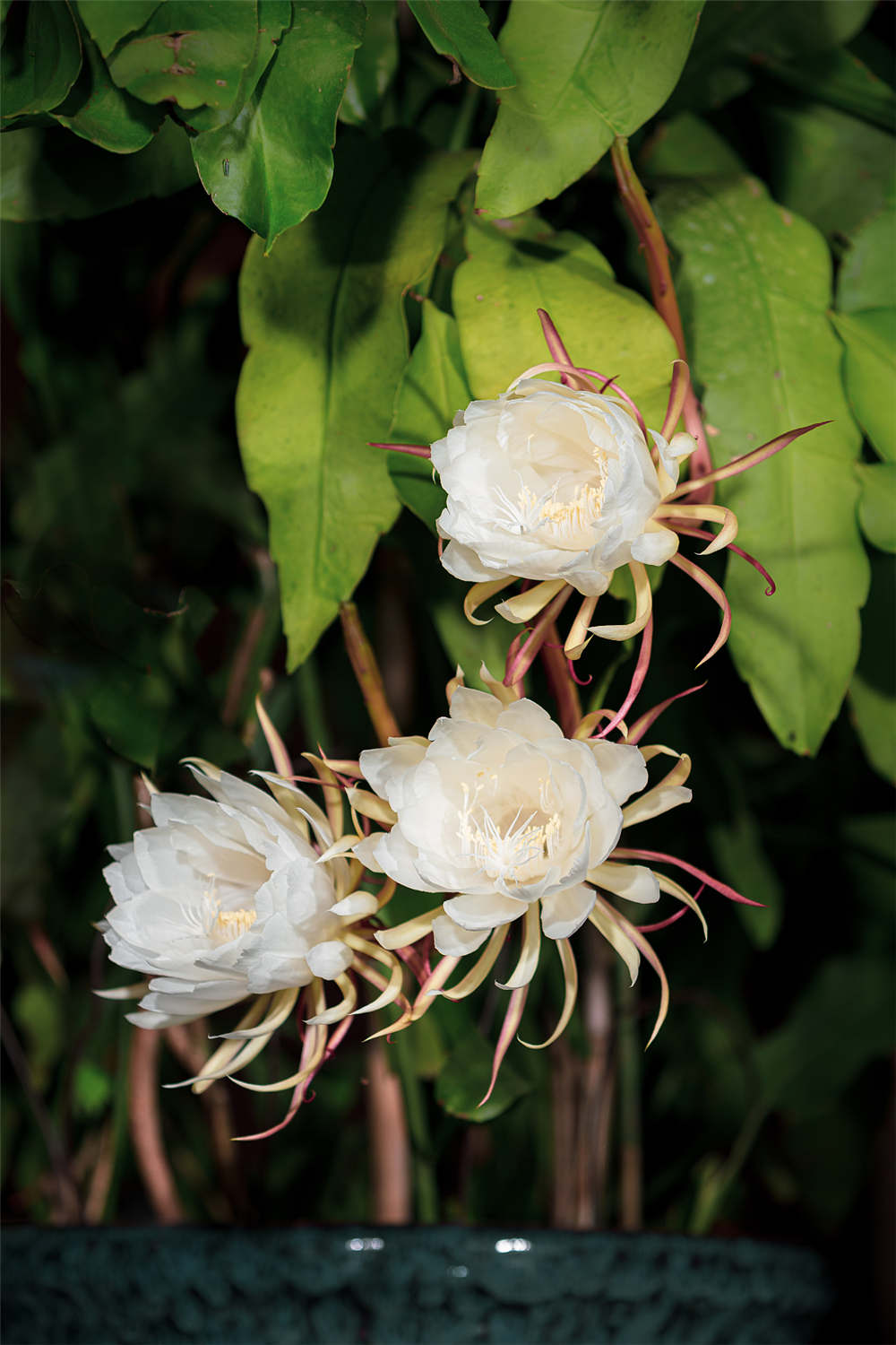 昙花冬季如何养殖