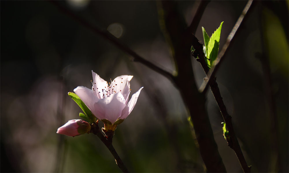 桃花种子怎么种 花百科