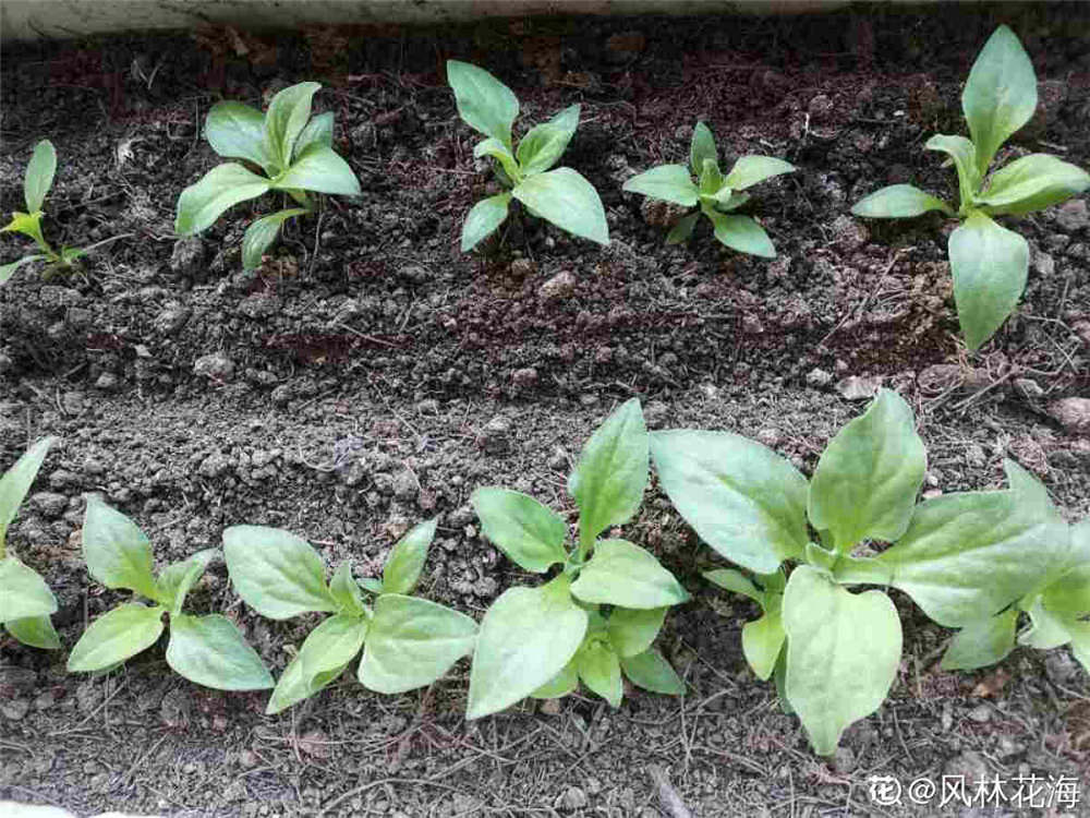 非洲冰草种子如何种