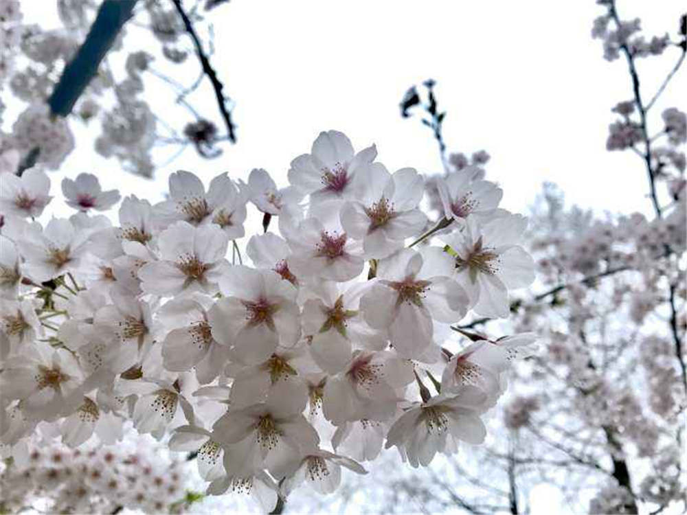 中国樱花的养殖和管理