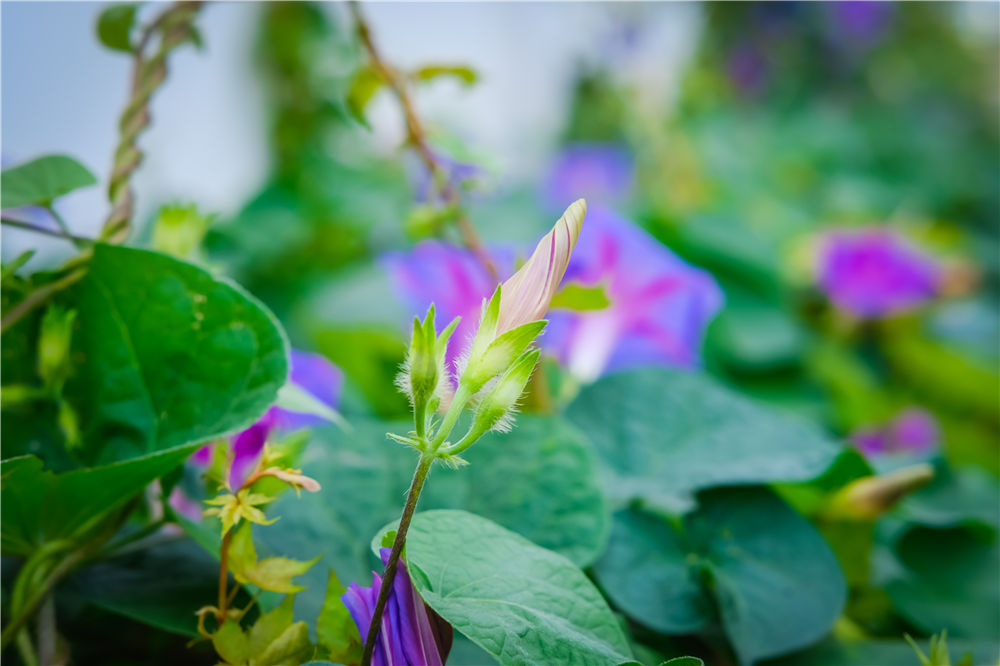 牵牛花为什么叫牵牛花