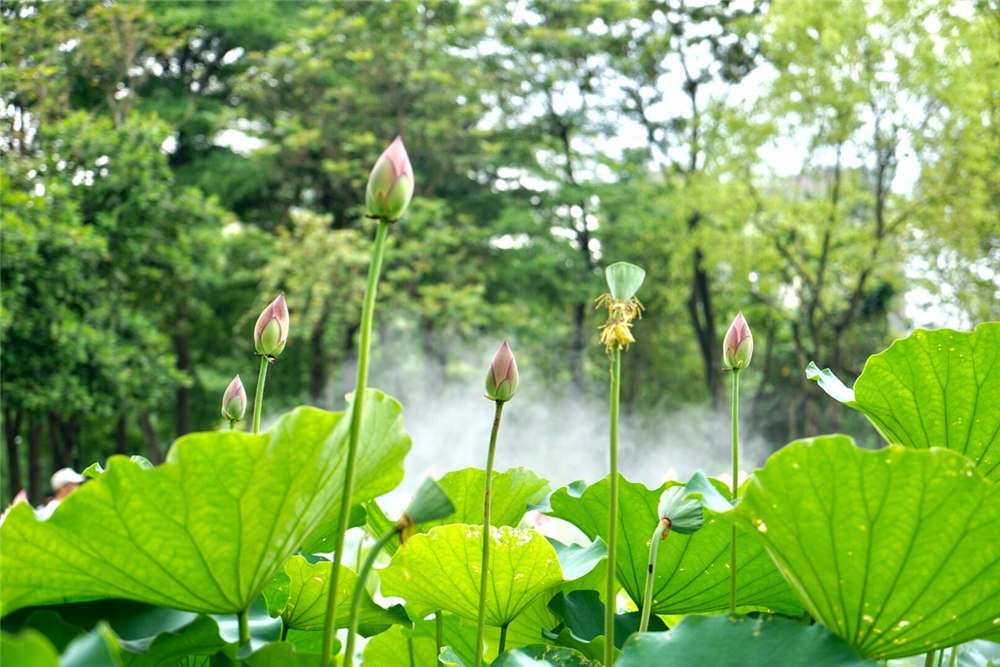 如何样在家里养殖荷花