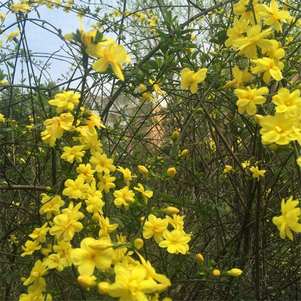 迎春花如何培养殖粗根