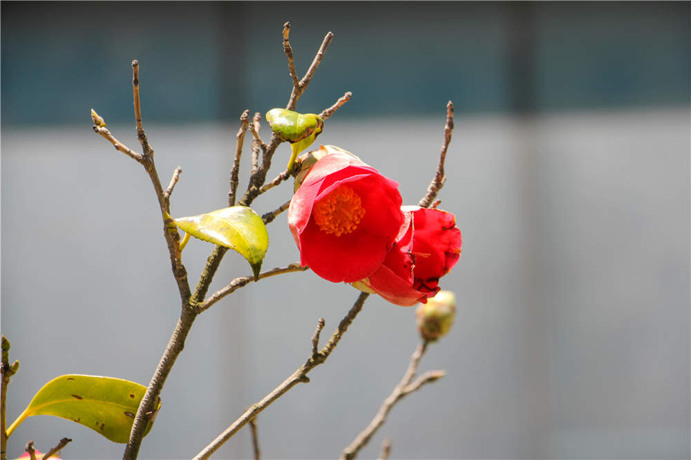 山茶花养殖殖的禁忌