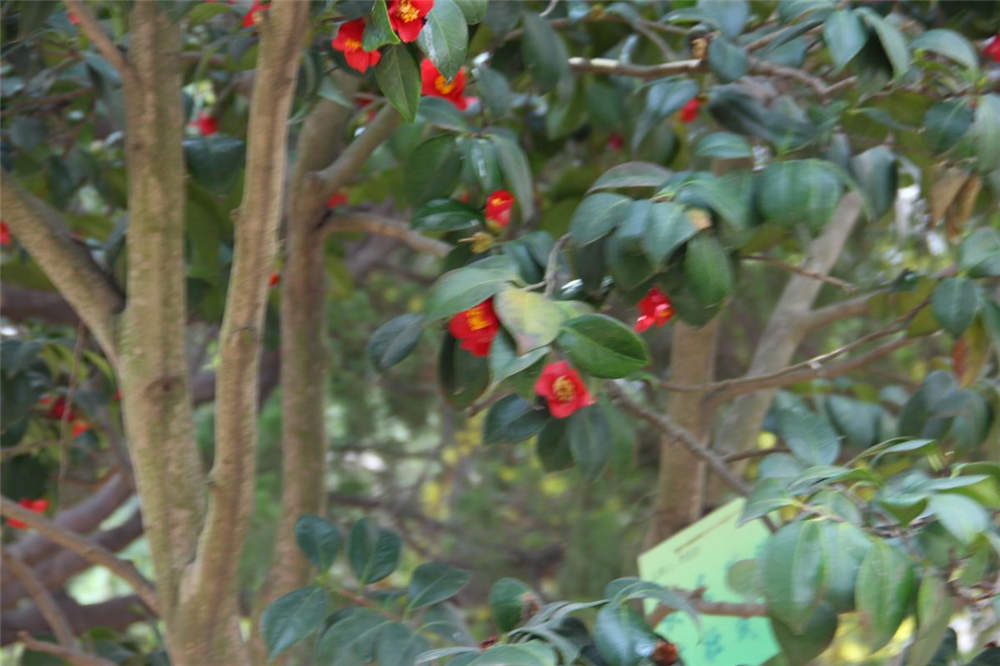 山茶花养殖殖的禁忌