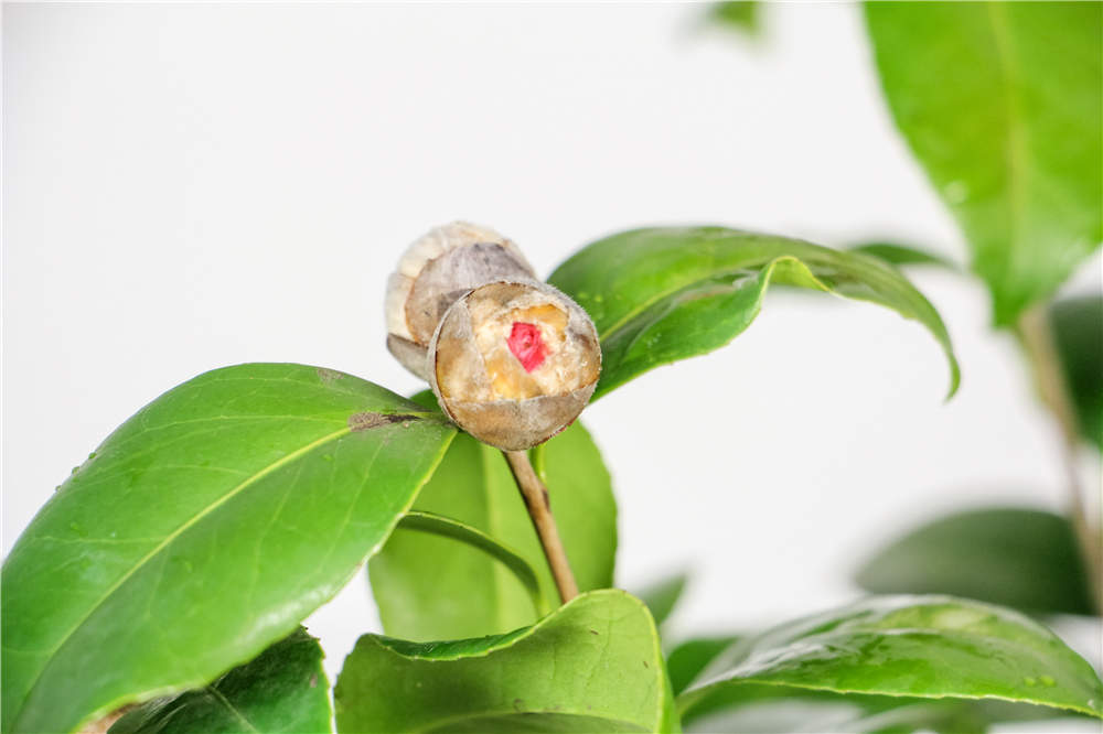 棵茶花绑一绑,枝条又粗又壮,年年开花100朵！"