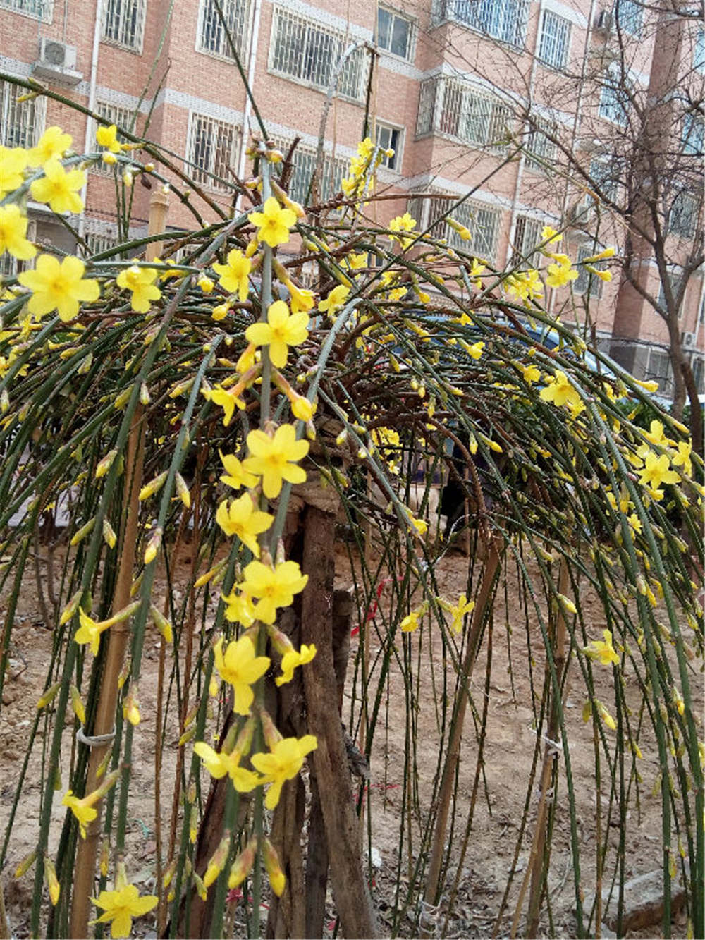 如何延长迎春花花期