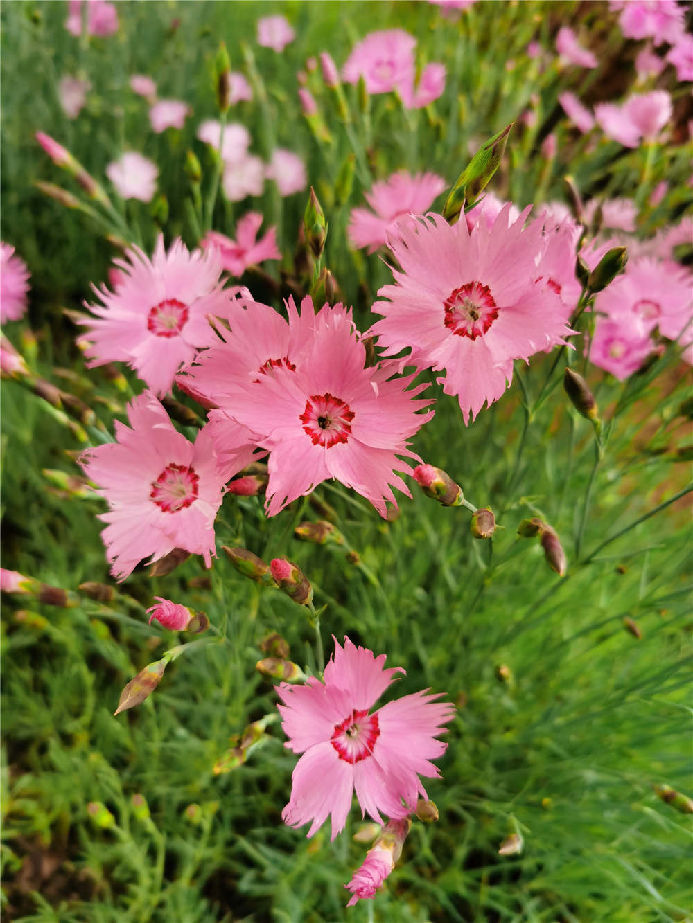 石竹开花如何养殖护