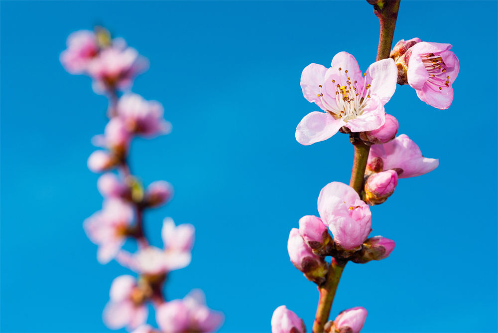 桃花夏季如何修剪