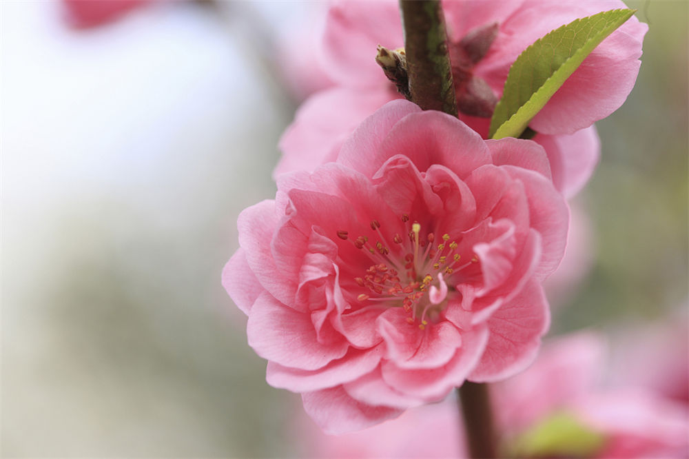 桃花夏季如何修剪