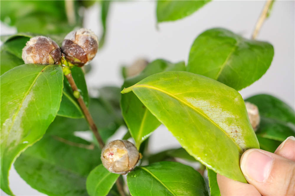 茶花花期如何养殖护